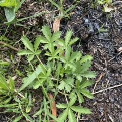 Potentilla recta at Garran, ACT - 1 Apr 2023 03:18 PM