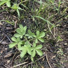 Potentilla recta at Garran, ACT - 1 Apr 2023