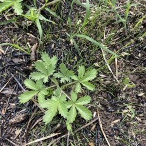 Potentilla recta at Garran, ACT - 1 Apr 2023 03:18 PM