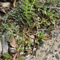 Portulaca oleracea (Munyeroo ,Pigweed, Purslane) at Hughes, ACT - 1 Apr 2023 by Tapirlord