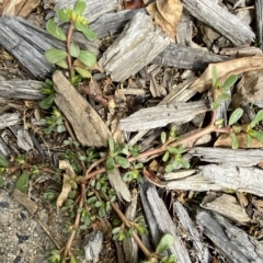 Portulaca oleracea at Hughes, ACT - 1 Apr 2023 02:58 PM