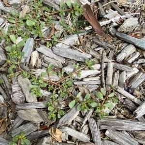 Portulaca oleracea at Hughes, ACT - 1 Apr 2023 02:58 PM