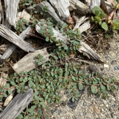 Euphorbia dallachyana (Mat Spurge, Caustic Weed) at Hughes, ACT - 1 Apr 2023 by Tapirlord
