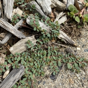 Euphorbia dallachyana at Hughes, ACT - 1 Apr 2023