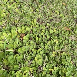 Dichondra repens at Hughes, ACT - 1 Apr 2023