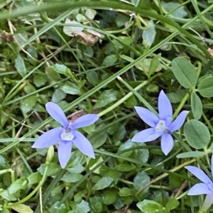 Isotoma fluviatilis subsp. australis at Canberra, ACT - 31 Mar 2023 06:35 PM