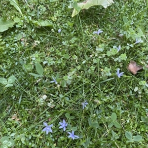 Isotoma fluviatilis subsp. australis at Canberra, ACT - 31 Mar 2023 06:35 PM