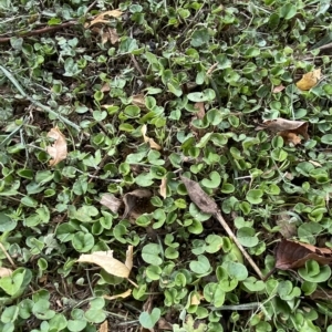 Dichondra repens at Hughes, ACT - 1 Apr 2023 02:59 PM