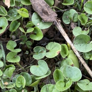 Dichondra repens at Hughes, ACT - 1 Apr 2023 02:59 PM