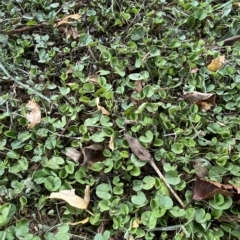 Dichondra repens at Hughes, ACT - 1 Apr 2023 02:59 PM