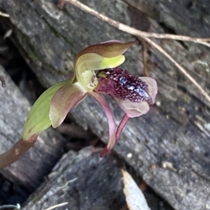 Chiloglottis reflexa at Acton, ACT - suppressed