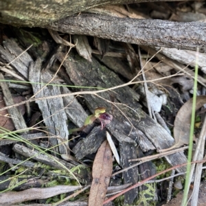 Chiloglottis reflexa at Acton, ACT - 31 Mar 2023