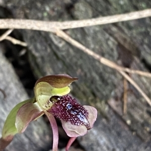 Chiloglottis reflexa at Acton, ACT - suppressed