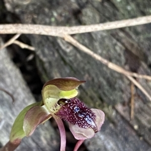 Chiloglottis reflexa at Acton, ACT - suppressed