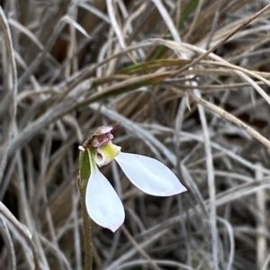 Eriochilus cucullatus at Point 5822 - suppressed