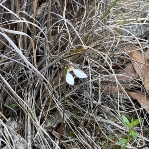 Eriochilus cucullatus at Point 5822 - suppressed