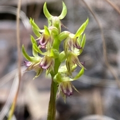 Corunastylis cornuta (Horned Midge Orchid) at Acton, ACT - 31 Mar 2023 by Tapirlord