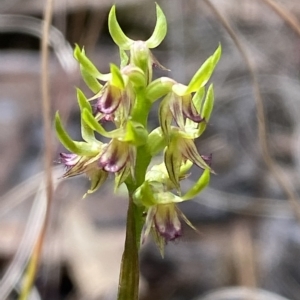 Corunastylis cornuta at Acton, ACT - 31 Mar 2023