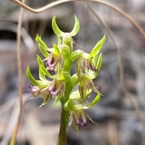 Corunastylis cornuta at Acton, ACT - 31 Mar 2023