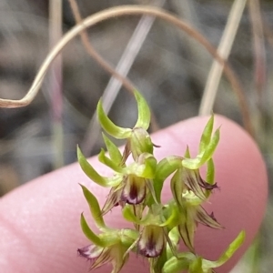 Corunastylis cornuta at Acton, ACT - suppressed