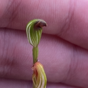 Speculantha rubescens at Acton, ACT - 31 Mar 2023