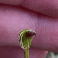 Speculantha rubescens at Acton, ACT - 31 Mar 2023