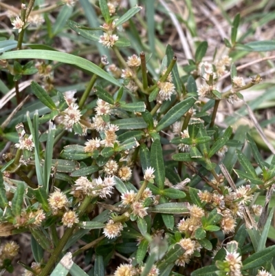 Alternanthera denticulata (Lesser Joyweed) at Phillip, ACT - 27 Mar 2023 by Tapirlord