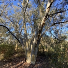 Eucalyptus rossii (Inland Scribbly Gum) at Acton, ACT - 17 Mar 2023 by Tapirlord