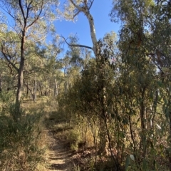 Pomaderris intermedia at Acton, ACT - 18 Mar 2023