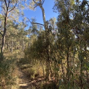 Pomaderris intermedia at Acton, ACT - 18 Mar 2023