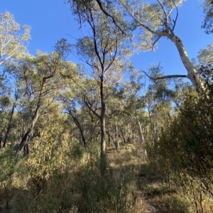 Eucalyptus macrorhyncha at Acton, ACT - 18 Mar 2023