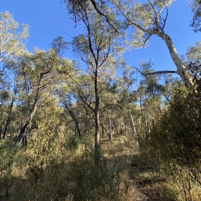 Eucalyptus macrorhyncha (Red Stringybark) at Acton, ACT - 18 Mar 2023 by Tapirlord