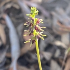 Corunastylis clivicola (Rufous midge orchid) at Acton, ACT - 17 Mar 2023 by Tapirlord
