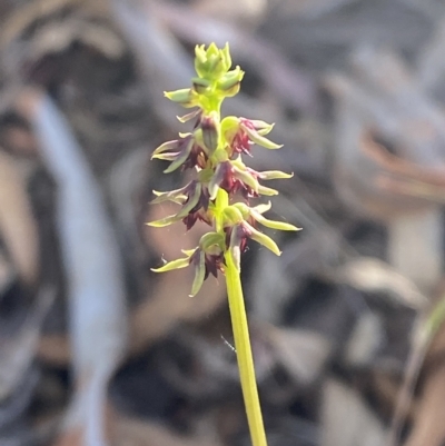 Corunastylis clivicola (Rufous midge orchid) at Acton, ACT - 18 Mar 2023 by Tapirlord