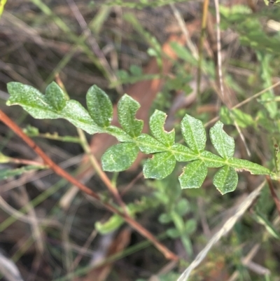 Indigofera australis subsp. australis (Australian Indigo) at Acton, ACT - 18 Mar 2023 by Tapirlord