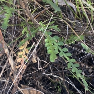 Indigofera australis subsp. australis at Acton, ACT - 18 Mar 2023