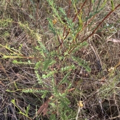Indigofera australis subsp. australis at Acton, ACT - 18 Mar 2023 08:36 AM