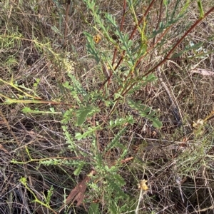 Indigofera australis subsp. australis at Acton, ACT - 18 Mar 2023 08:36 AM