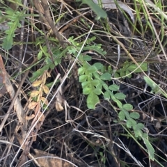 Indigofera australis subsp. australis at Acton, ACT - 18 Mar 2023