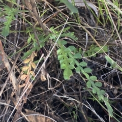 Indigofera australis subsp. australis at Acton, ACT - 18 Mar 2023 08:36 AM