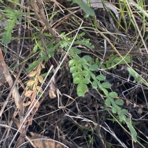 Indigofera australis subsp. australis at Acton, ACT - 18 Mar 2023