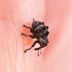 Haplonyx sp. (genus) (Unidentified Haplonyx weevil) at Mount Painter - 3 Apr 2023 by CathB