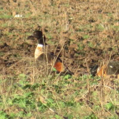 Tadorna tadornoides (Australian Shelduck) at Wollogorang, NSW - 14 Apr 2023 by Christine