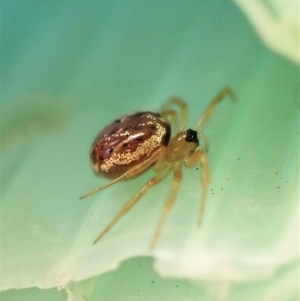 Euryopis sp. (genus) at Cook, ACT - 3 Apr 2023