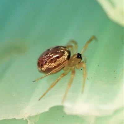 Euryopis sp. (genus) (An ant eating spider) at Cook, ACT - 3 Apr 2023 by CathB