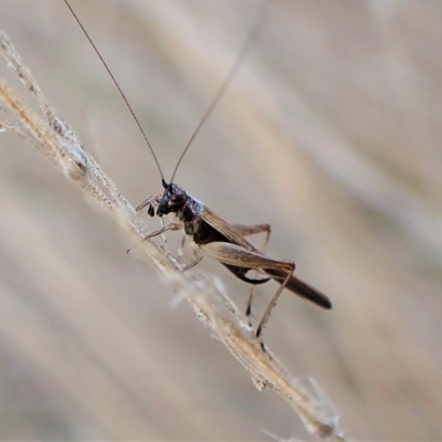 Trigonidium sjostedti (Trigonidiid cricket) at Mount Painter - 3 Apr 2023 by CathB