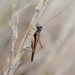 Trigonidium sjostedti at Cook, ACT - 3 Apr 2023