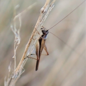 Trigonidium sjostedti at Cook, ACT - 3 Apr 2023