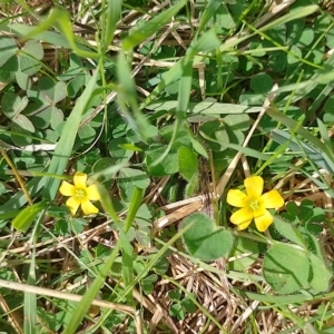 Oxalis sp. at Symonston, ACT - 15 Apr 2023