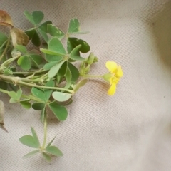 Oxalis sp. at Symonston, ACT - 15 Apr 2023